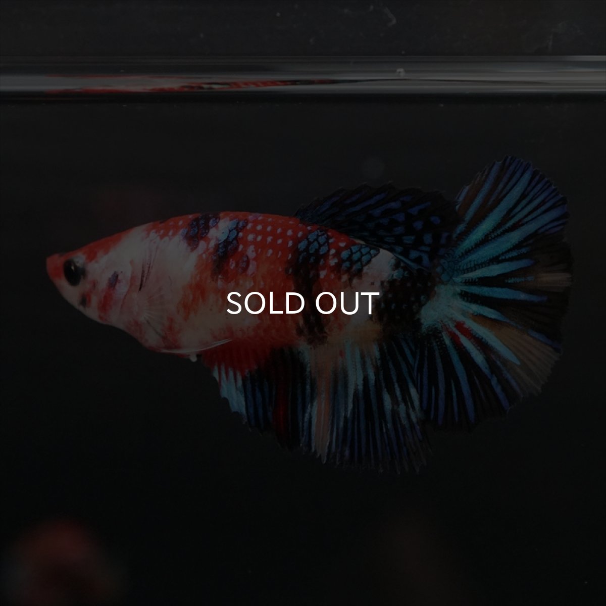 画像3: HMPK　キャンディ　メス (3)