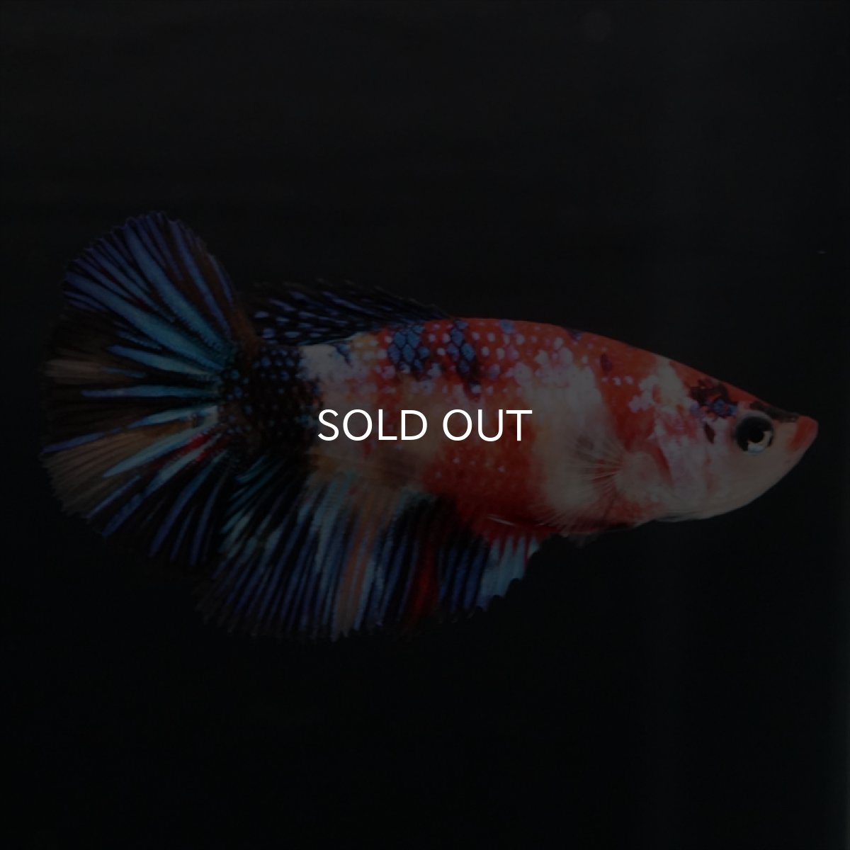 画像2: HMPK　キャンディ　メス (2)