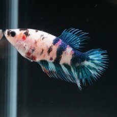 画像11: CT　キャンディ　メス (11)