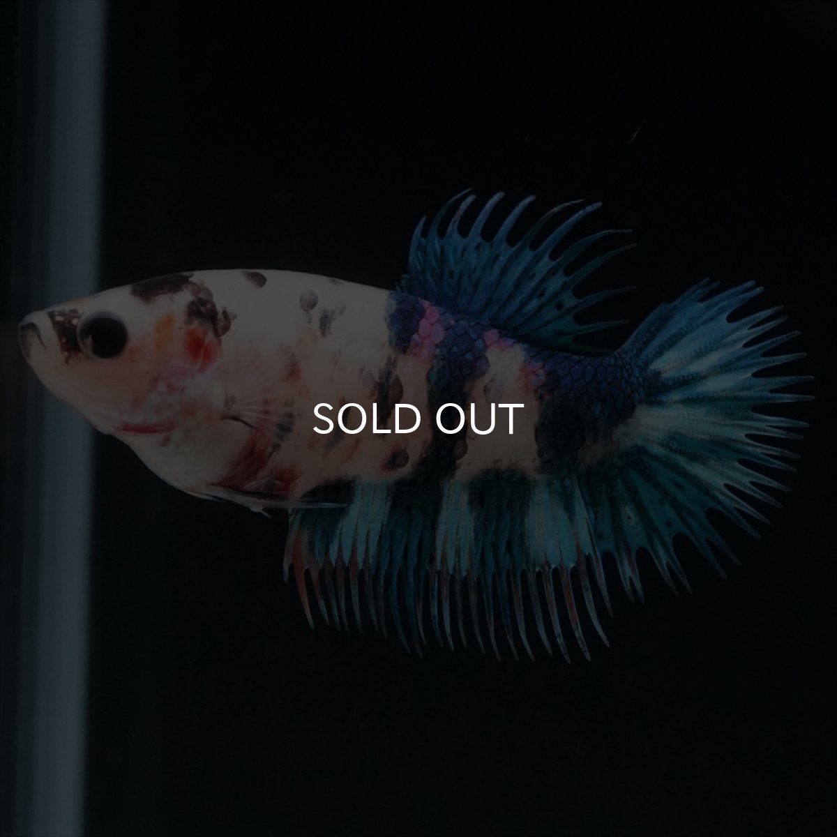 画像2: CT　キャンディ　メス (2)