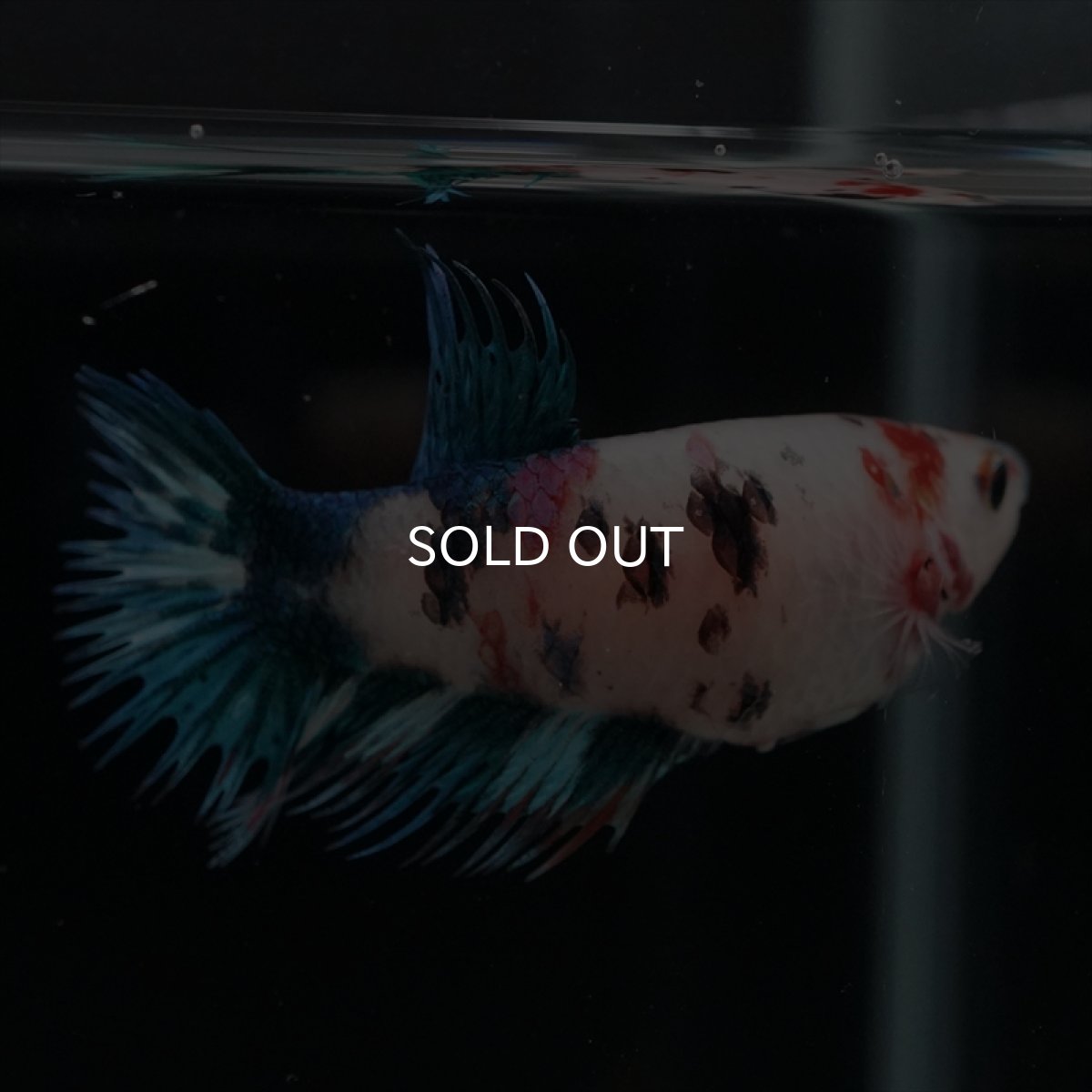 画像8: CT　キャンディ　メス (8)