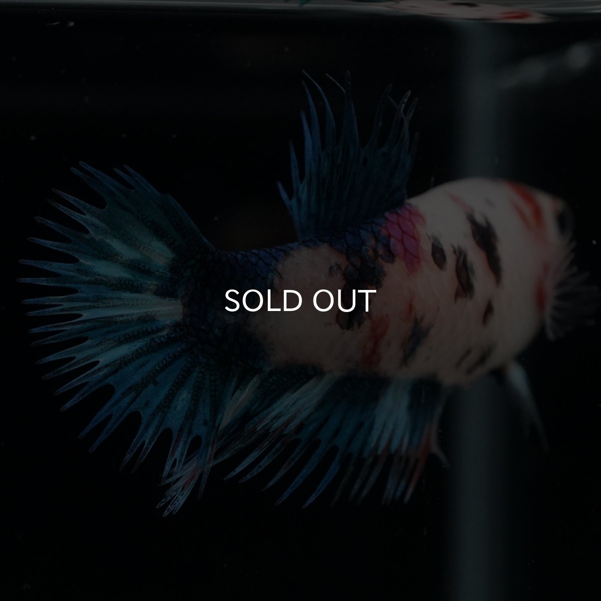 画像7: CT　キャンディ　メス (7)