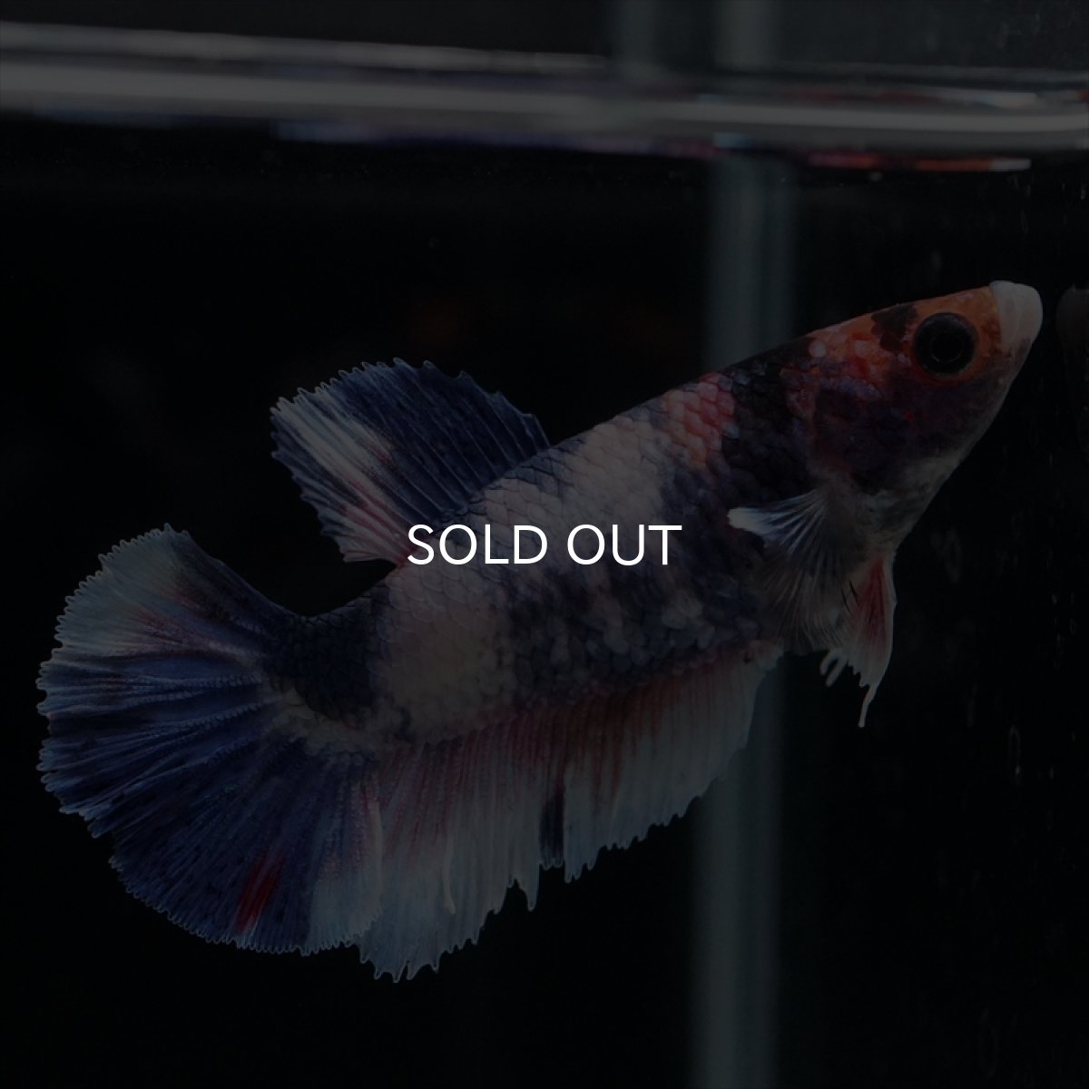 画像2: HMPK　ファンシー　メス (2)