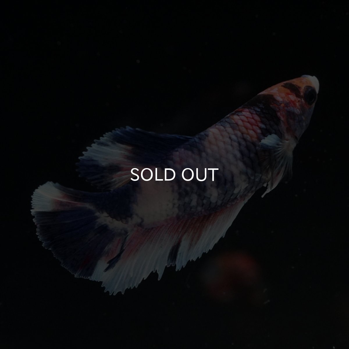 画像5: HMPK　ファンシー　メス (5)