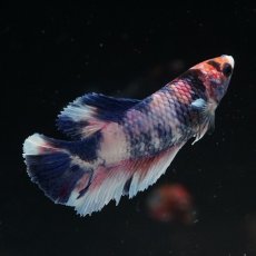 画像5: HMPK　ファンシー　メス (5)