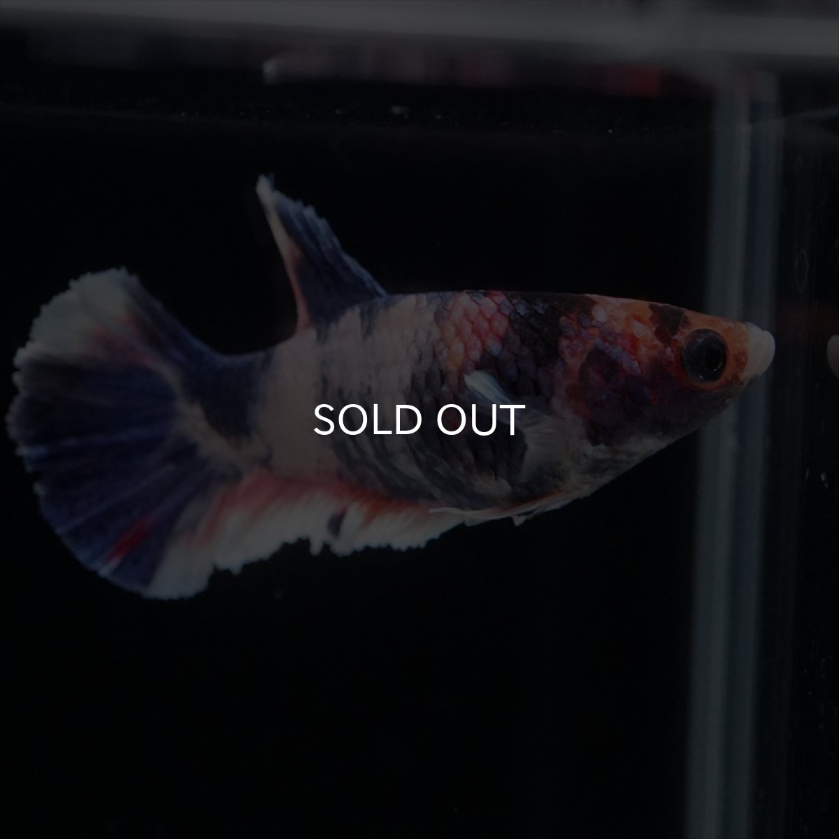 画像4: HMPK　ファンシー　メス (4)