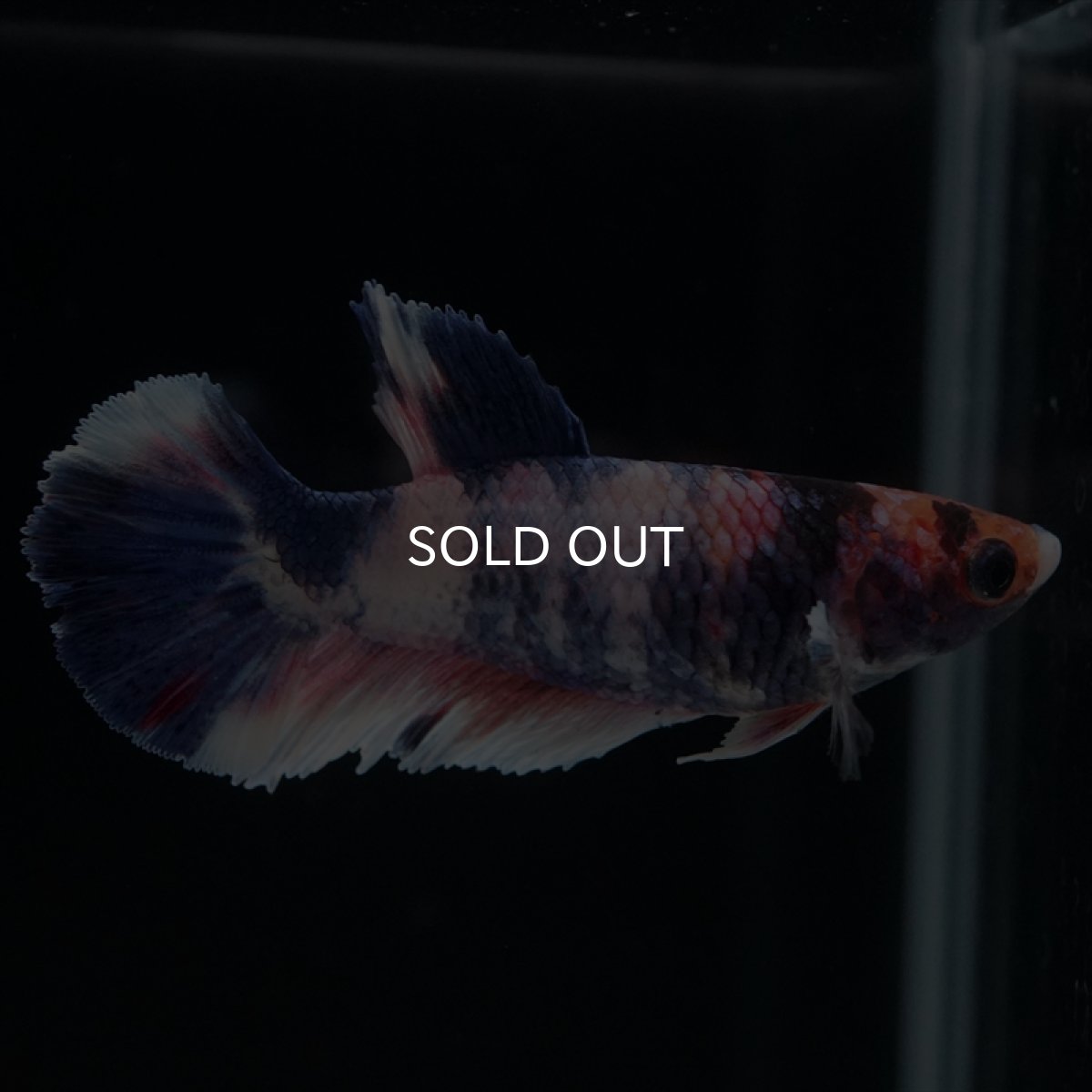 画像3: HMPK　ファンシー　メス (3)