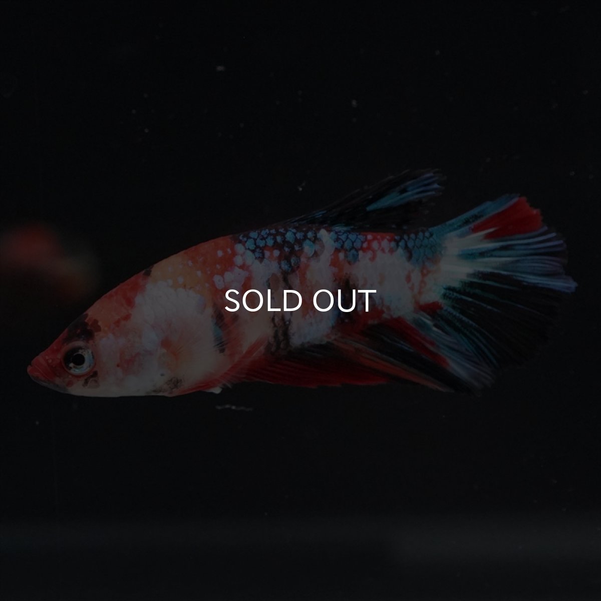 画像2: HM　キャンディ　メス (2)