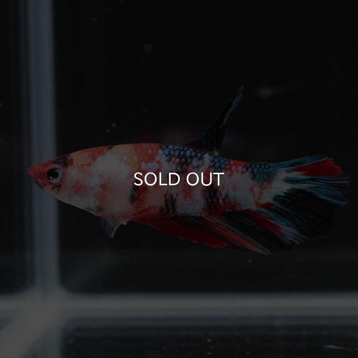 画像4: HM　キャンディ　メス (4)