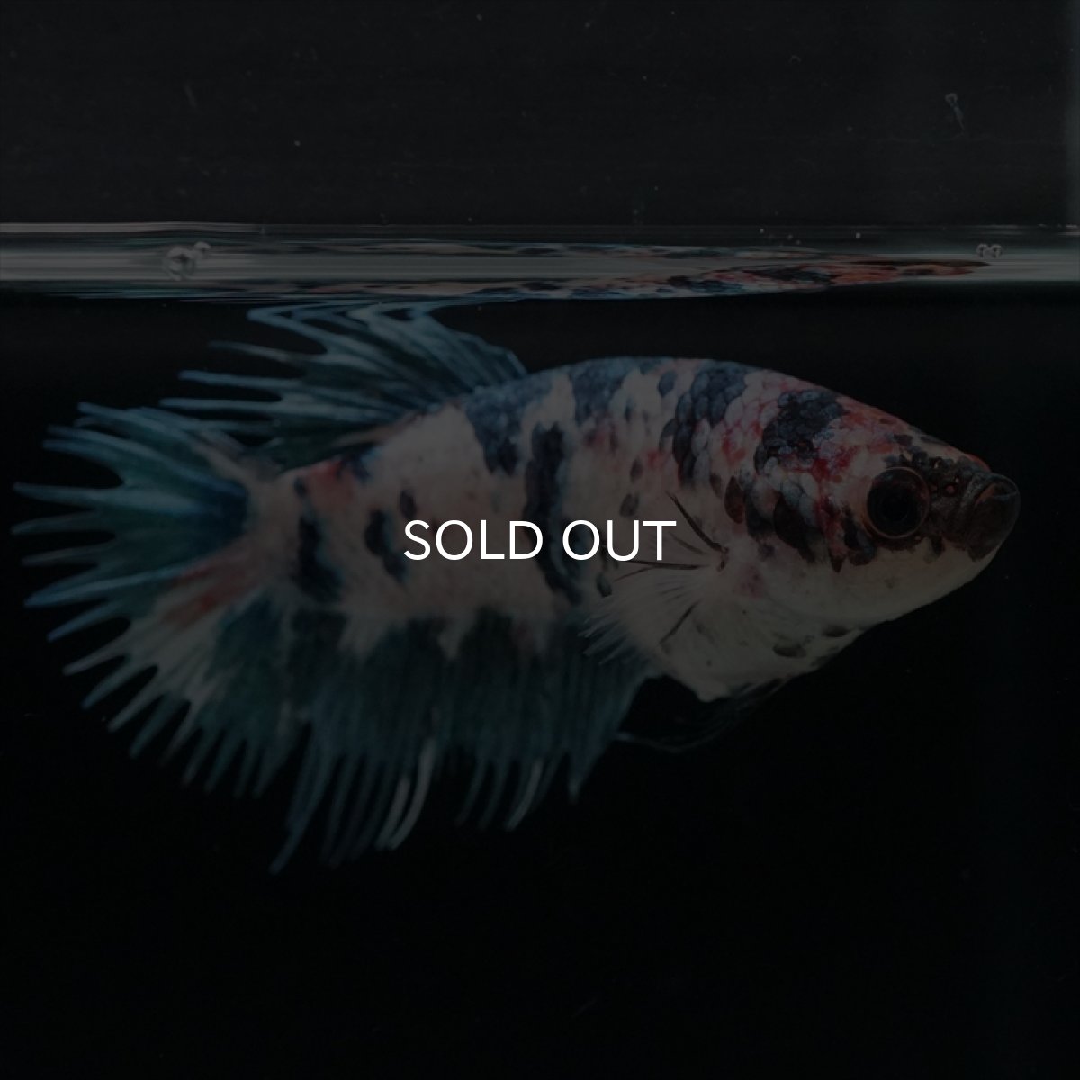 画像4: CT　ファンシー　メス (4)