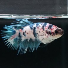 画像4: CT　ファンシー　メス (4)