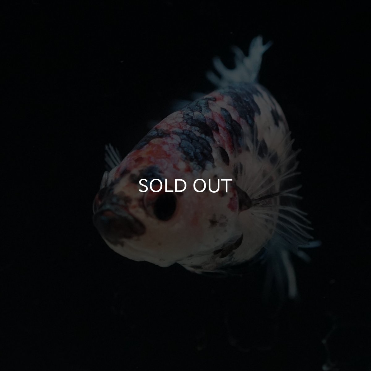 画像3: CT　ファンシー　メス (3)