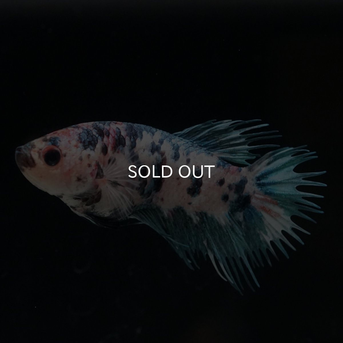 画像2: CT　ファンシー　メス (2)