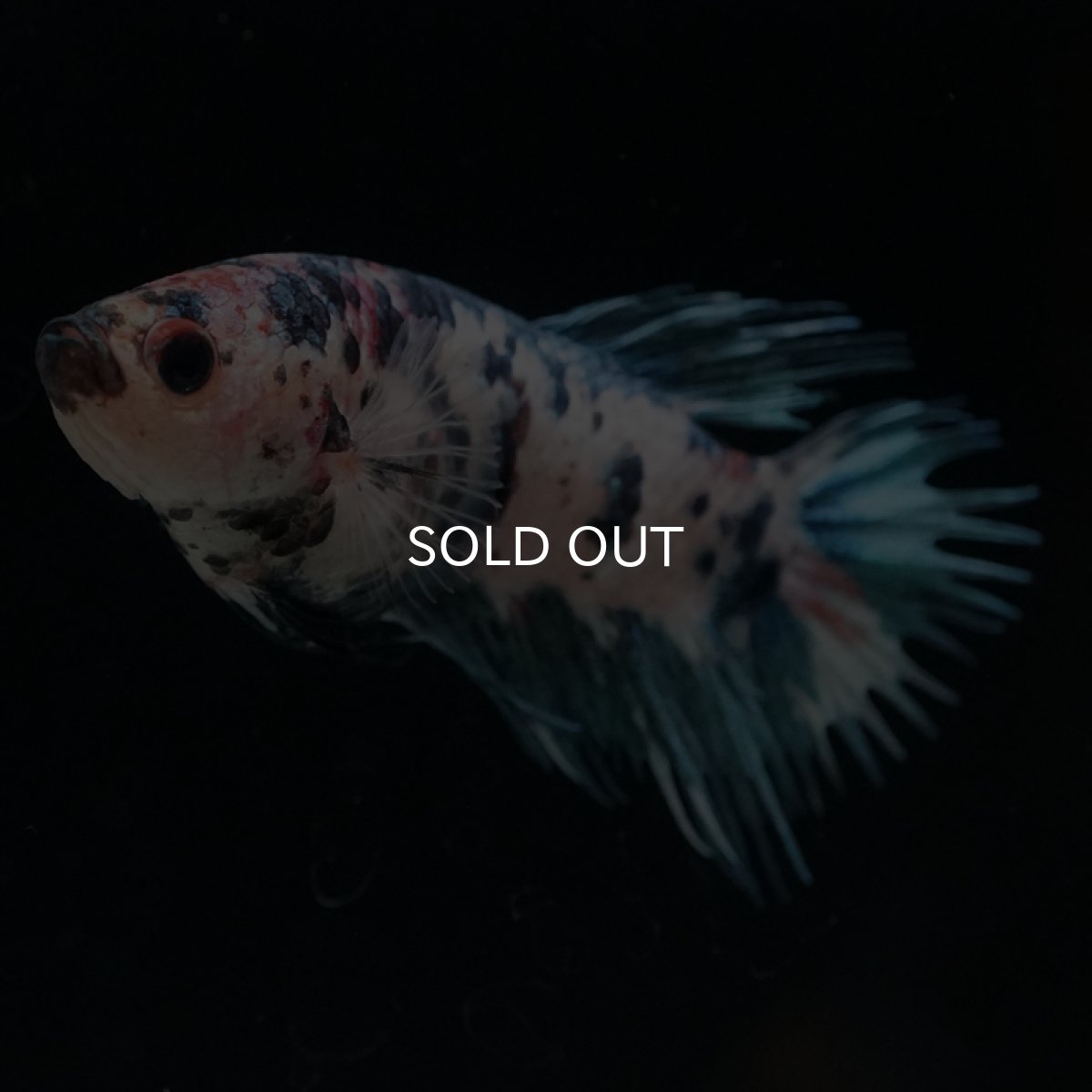 画像5: CT　ファンシー　メス (5)