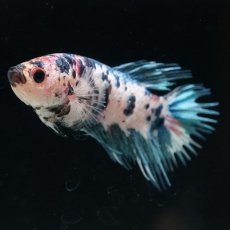 画像5: CT　ファンシー　メス (5)