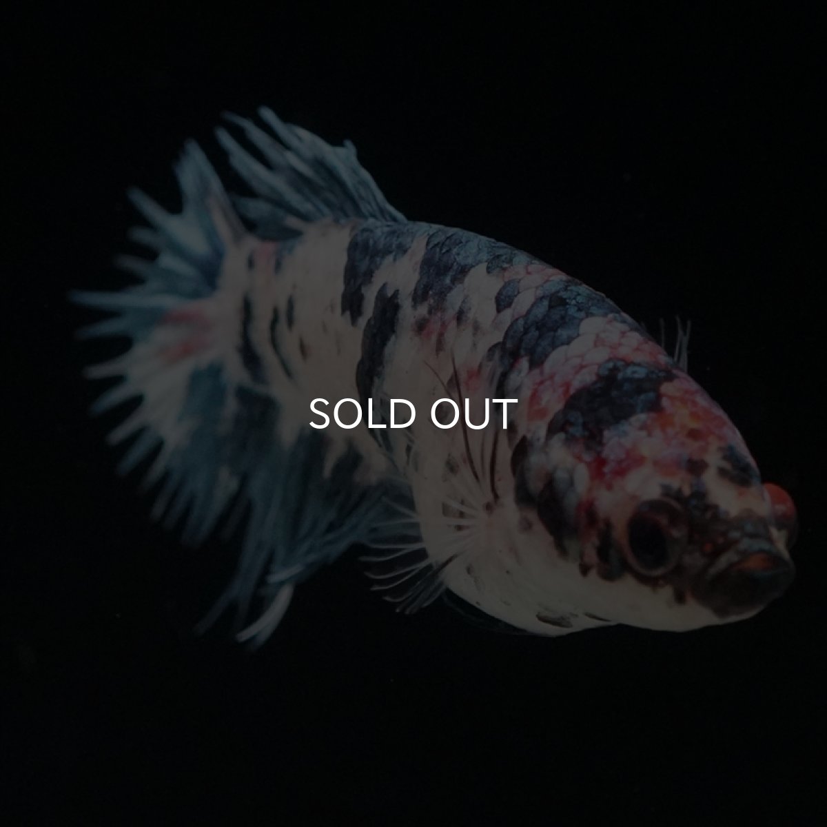 画像8: CT　ファンシー　メス (8)