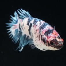 画像8: CT　ファンシー　メス (8)