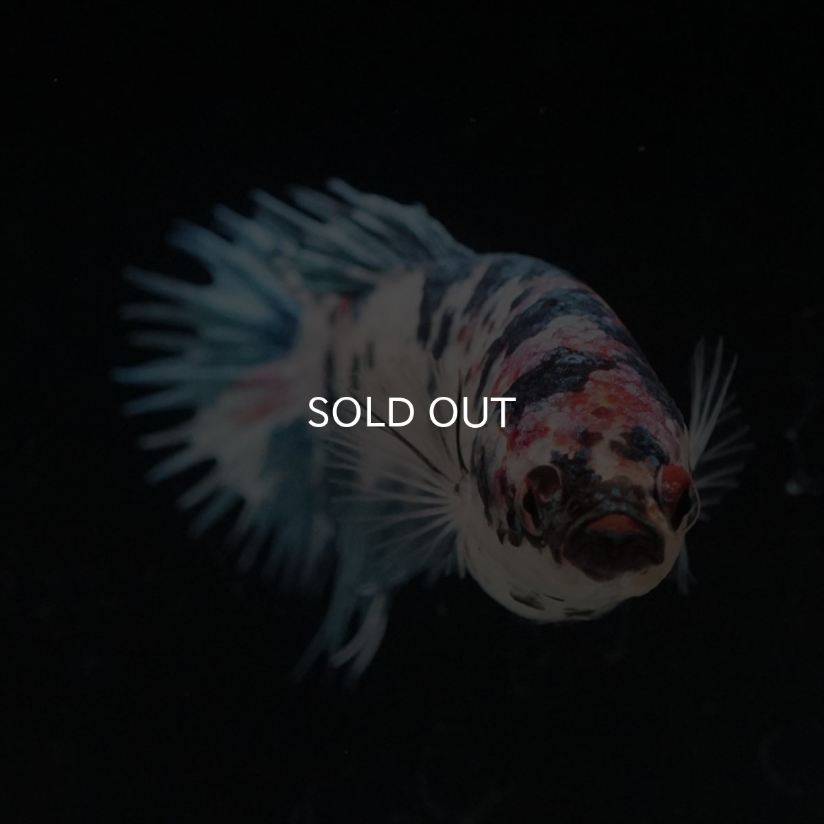 画像7: CT　ファンシー　メス (7)