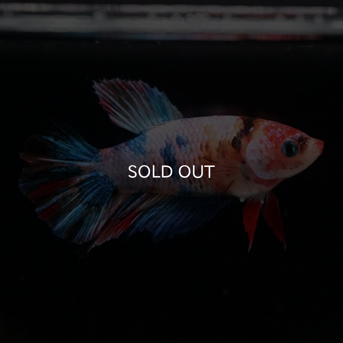 画像7: HM　キャンディレインボーメス (7)