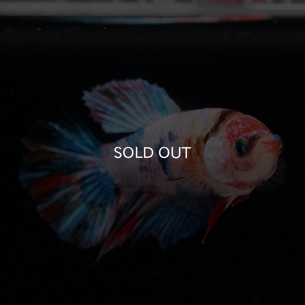 画像6: HM　キャンディレインボーメス (6)