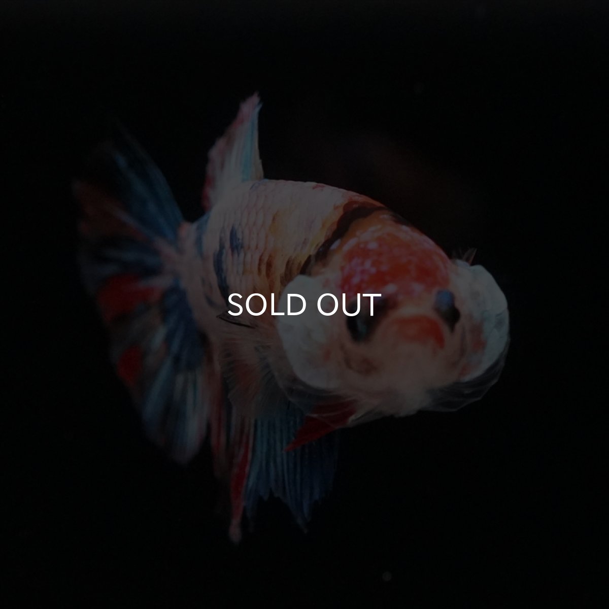 画像2: HM　キャンディレインボーメス (2)