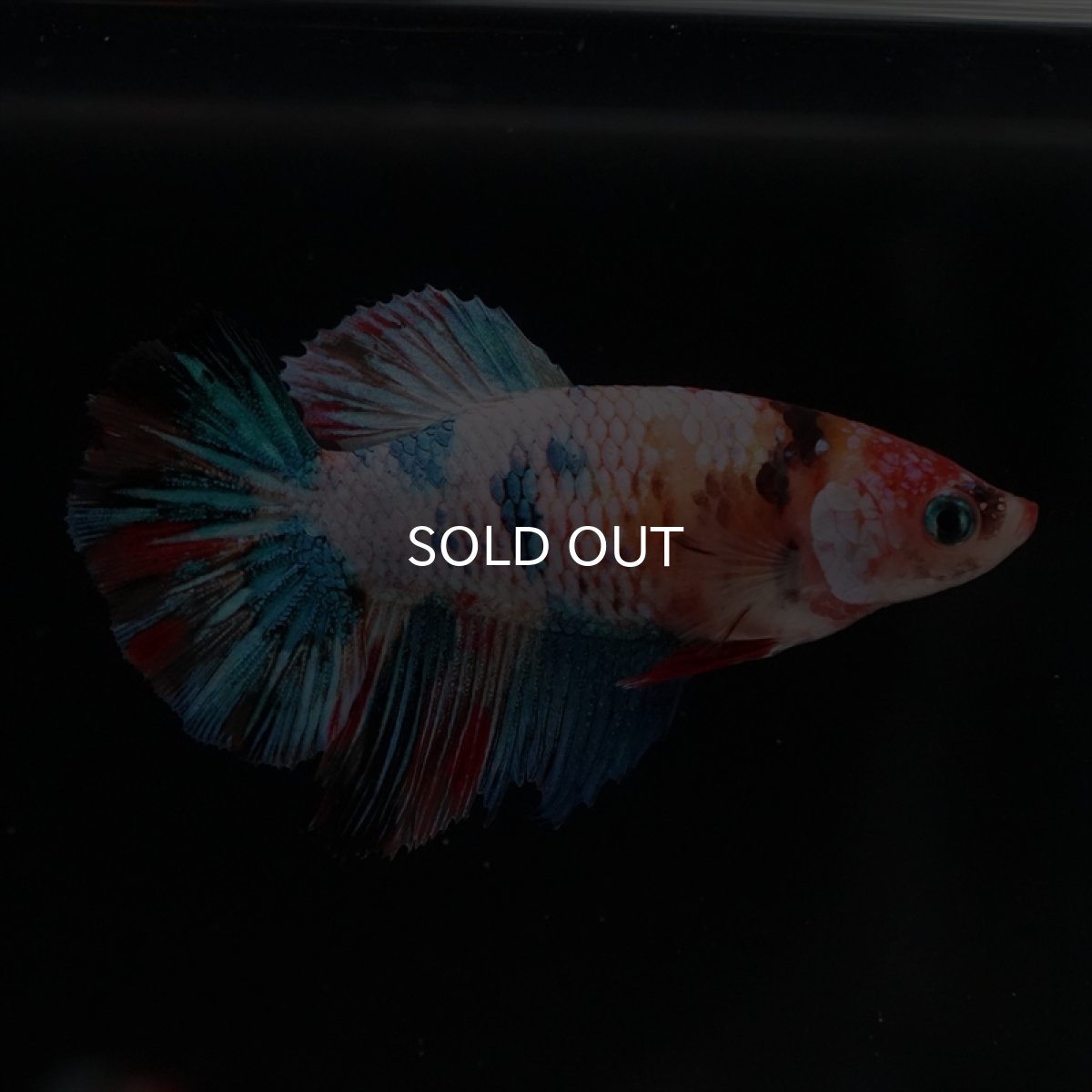 画像5: HM　キャンディレインボーメス (5)