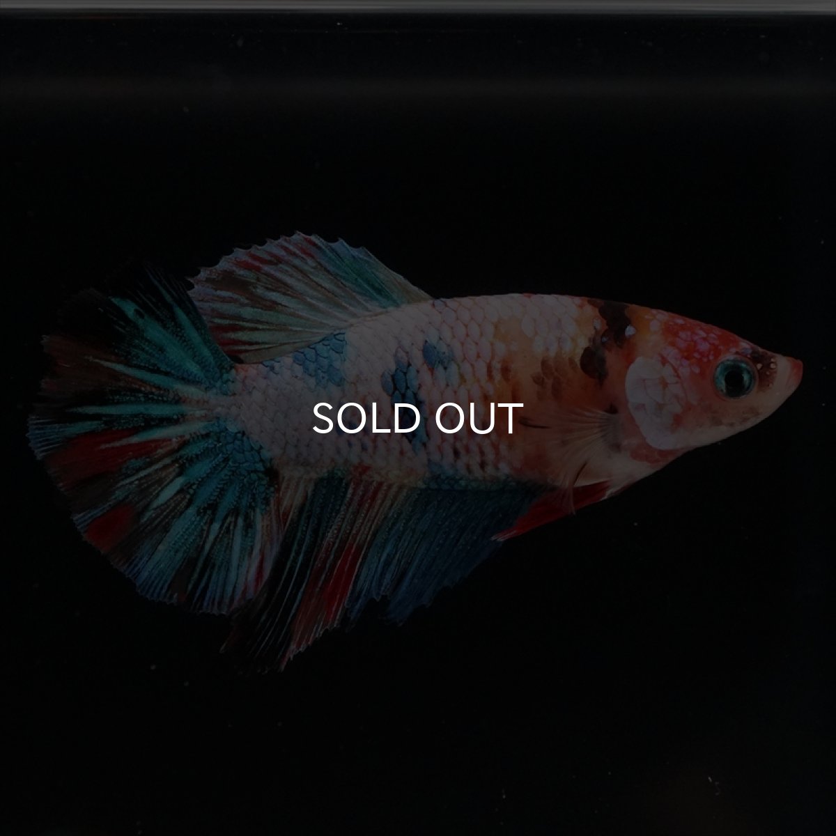 画像4: HM　キャンディレインボーメス (4)