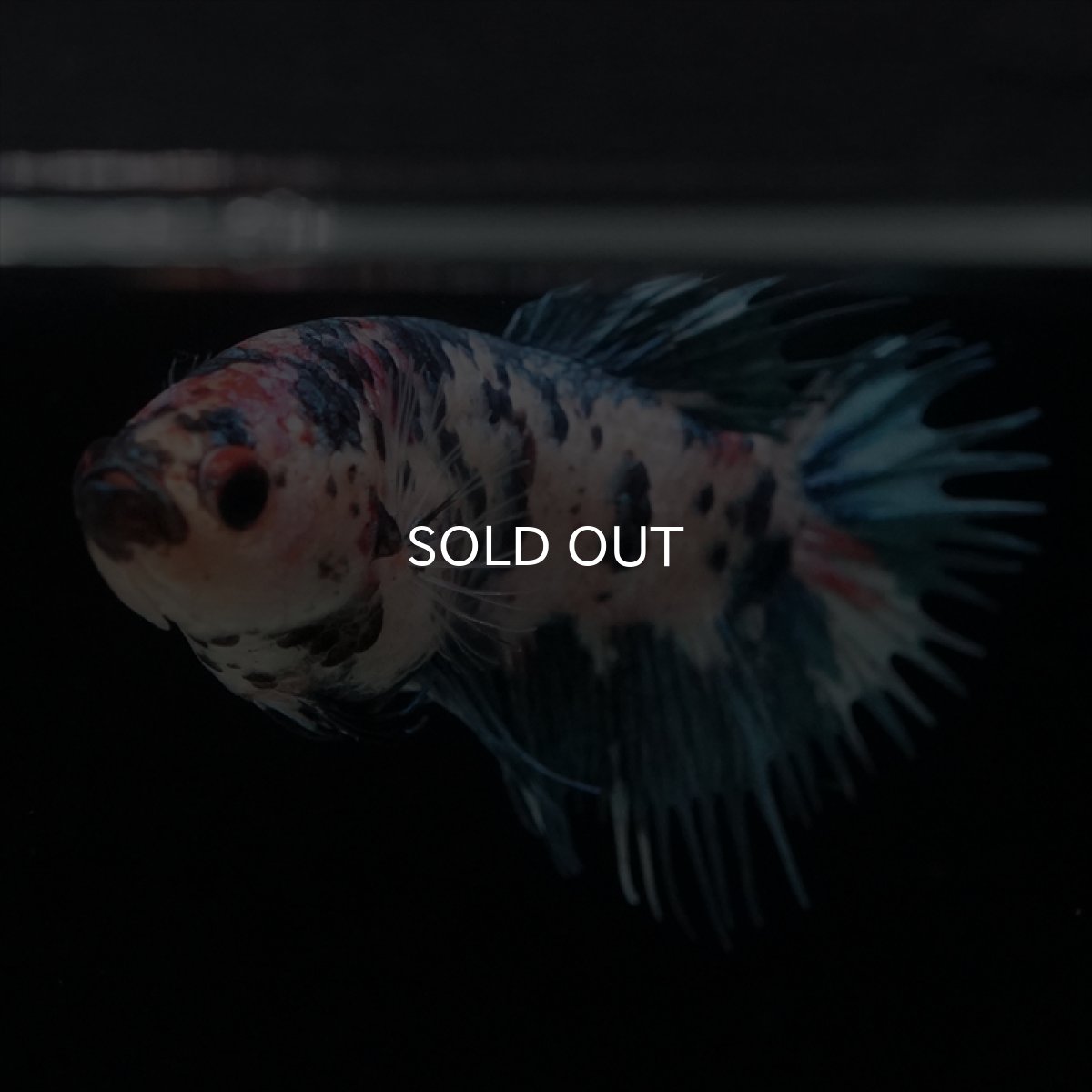 画像6: CT　ファンシー　メス (6)