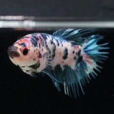 画像6: CT　ファンシー　メス (6)