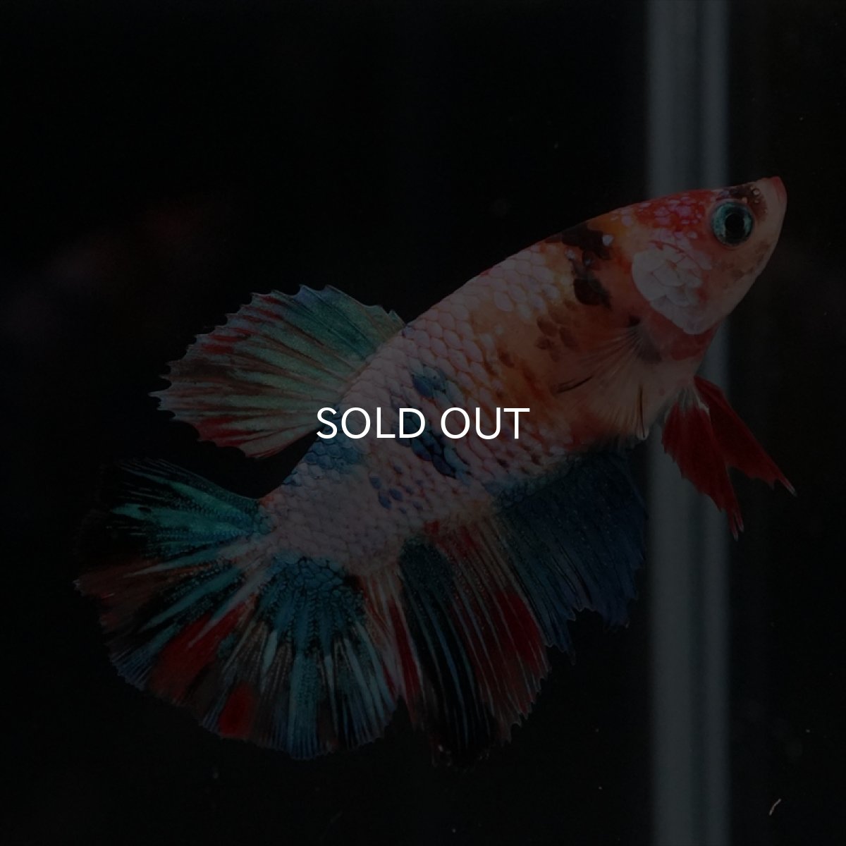 画像3: HM　キャンディレインボーメス (3)