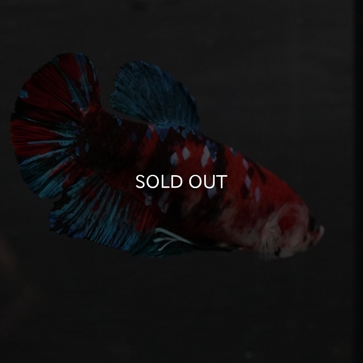 画像14: GHMPK　鯉ギャラクシー　メス (14)