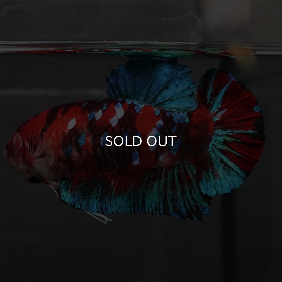 画像3: GHMPK　鯉ギャラクシー　メス (3)