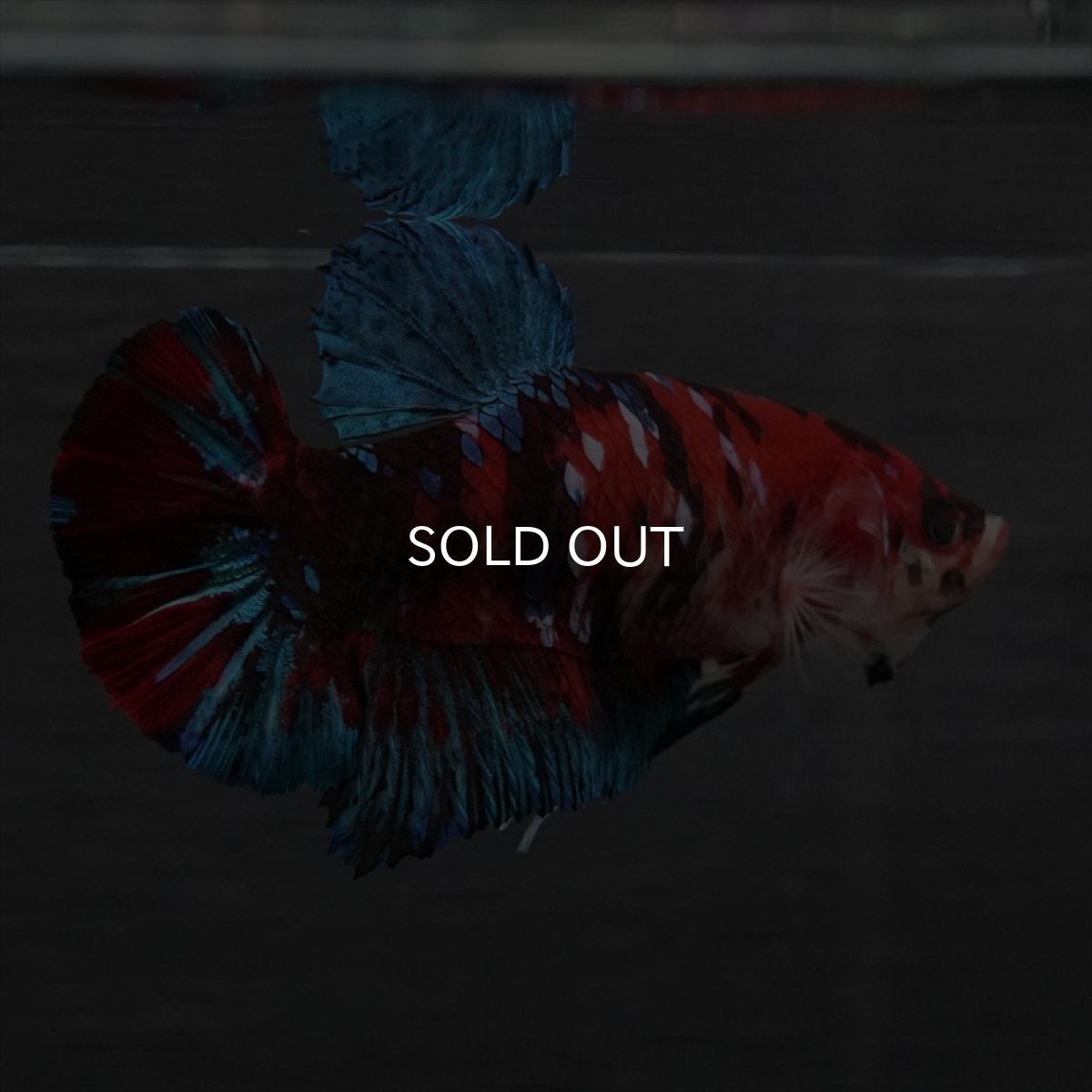 画像12: GHMPK　鯉ギャラクシー　メス (12)