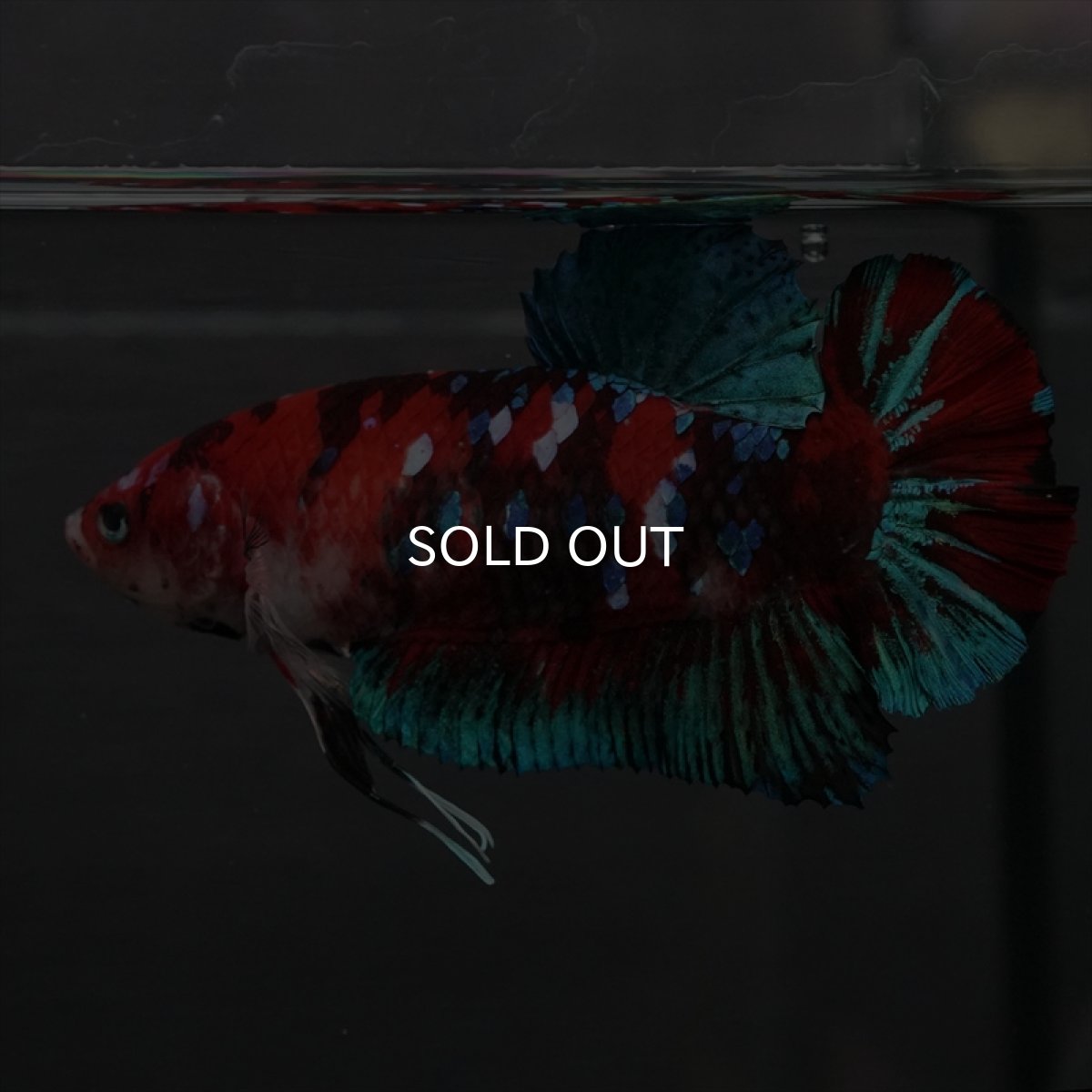 画像11: GHMPK　鯉ギャラクシー　メス (11)