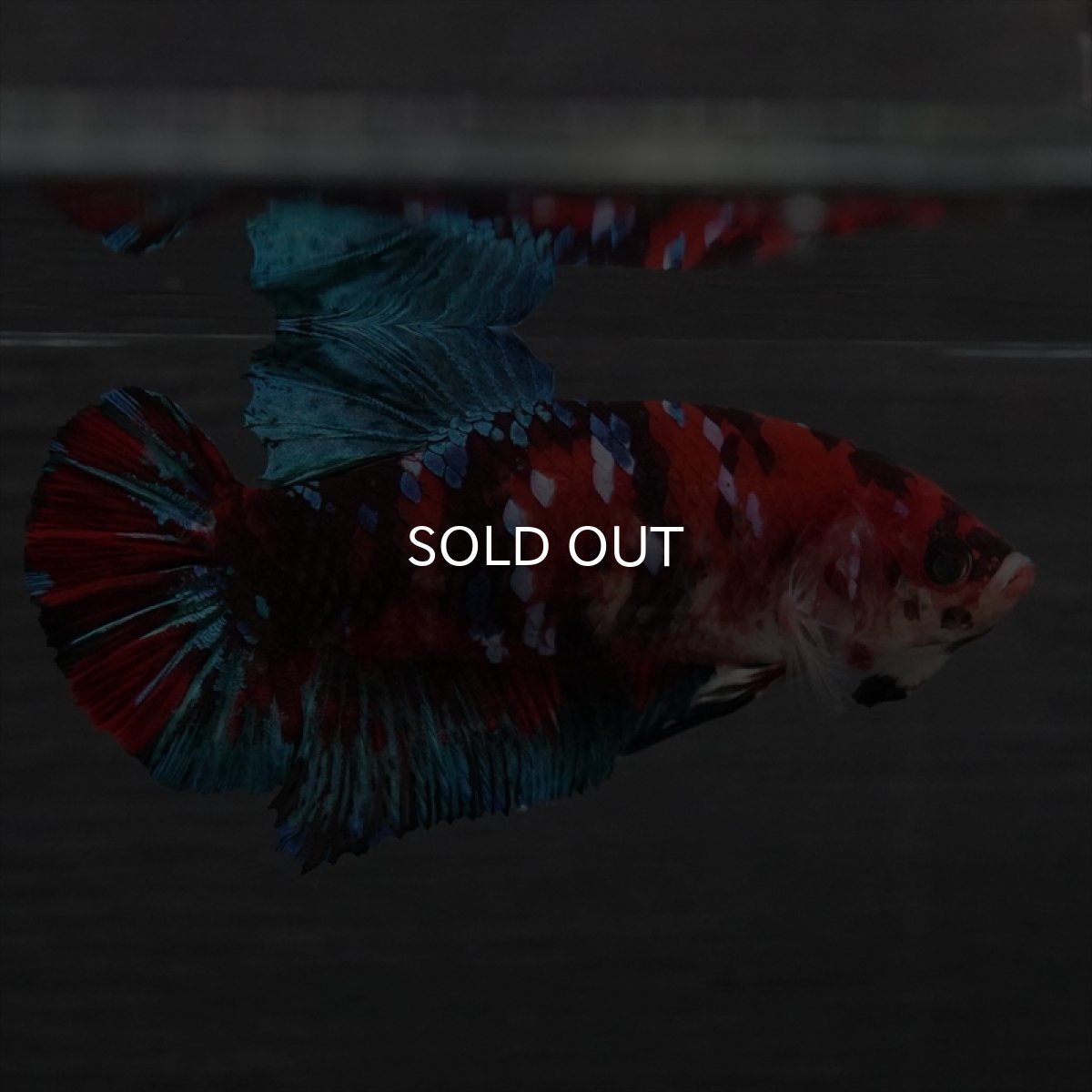 画像10: GHMPK　鯉ギャラクシー　メス (10)