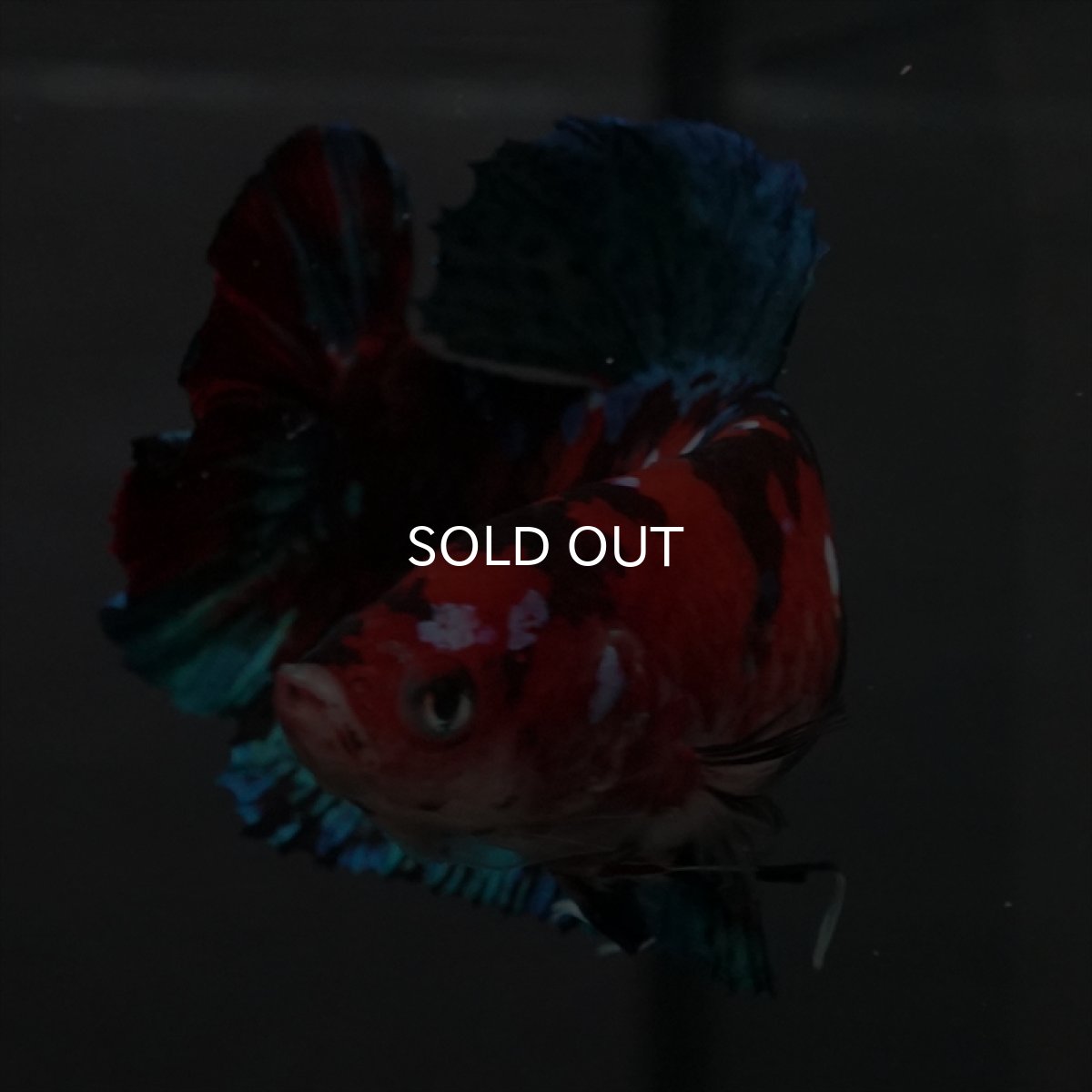 画像2: GHMPK　鯉ギャラクシー　メス (2)