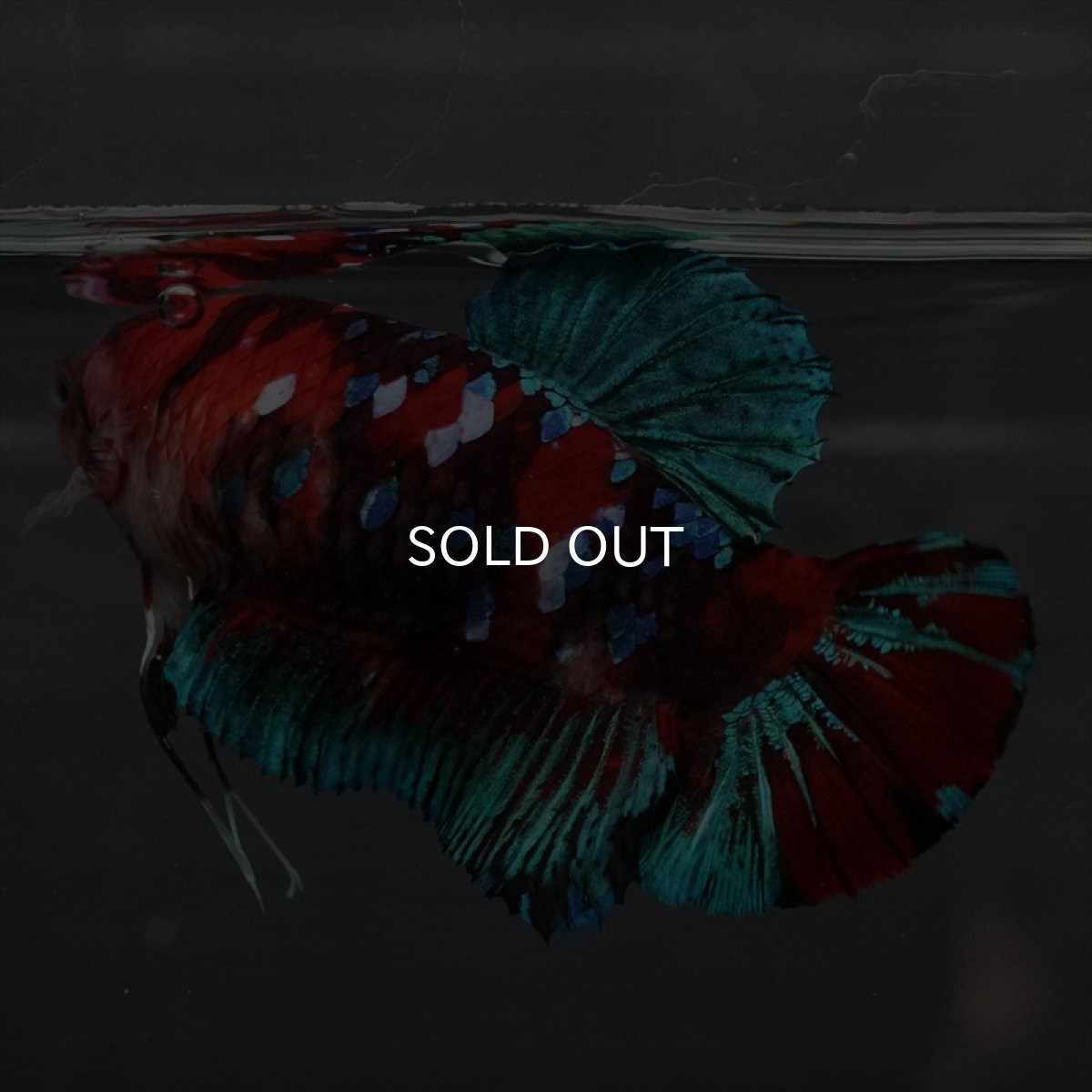 画像9: GHMPK　鯉ギャラクシー　メス (9)