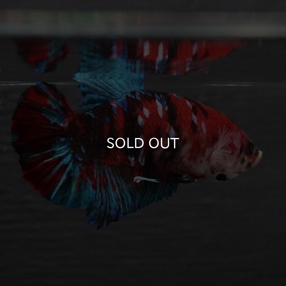 画像8: GHMPK　鯉ギャラクシー　メス (8)