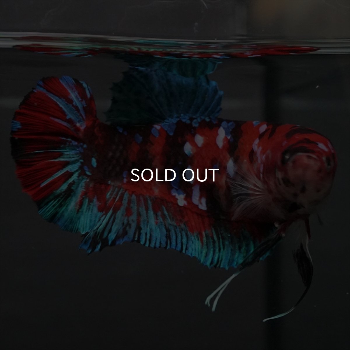 画像7: GHMPK　鯉ギャラクシー　メス (7)