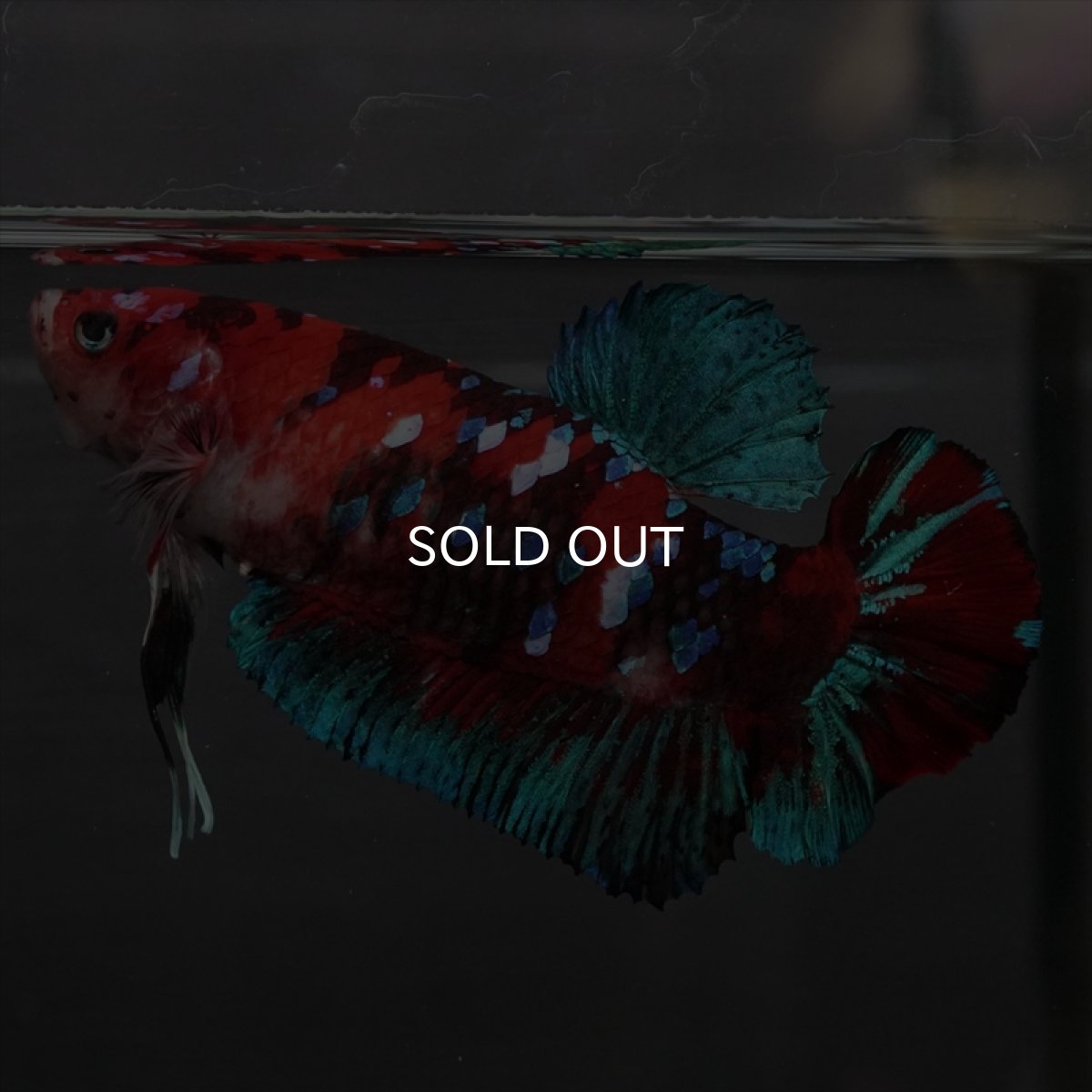 画像6: GHMPK　鯉ギャラクシー　メス (6)