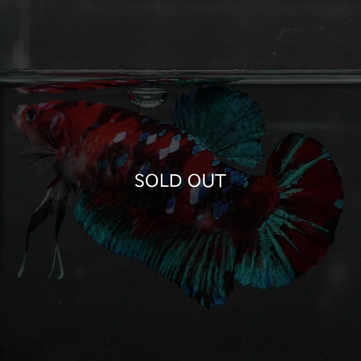 画像5: GHMPK　鯉ギャラクシー　メス (5)