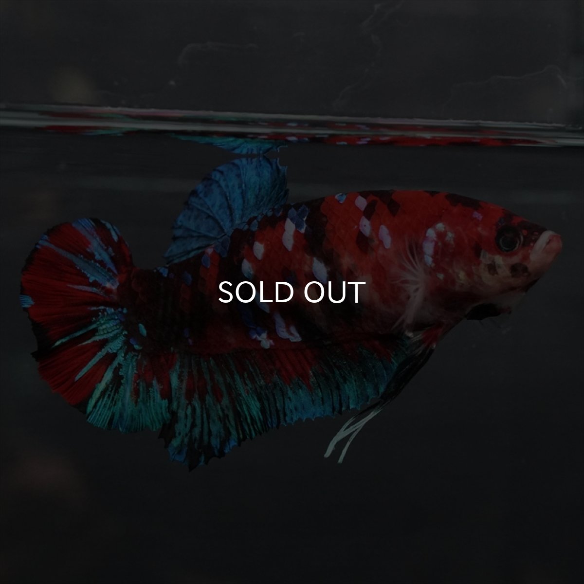 画像4: GHMPK　鯉ギャラクシー　メス (4)