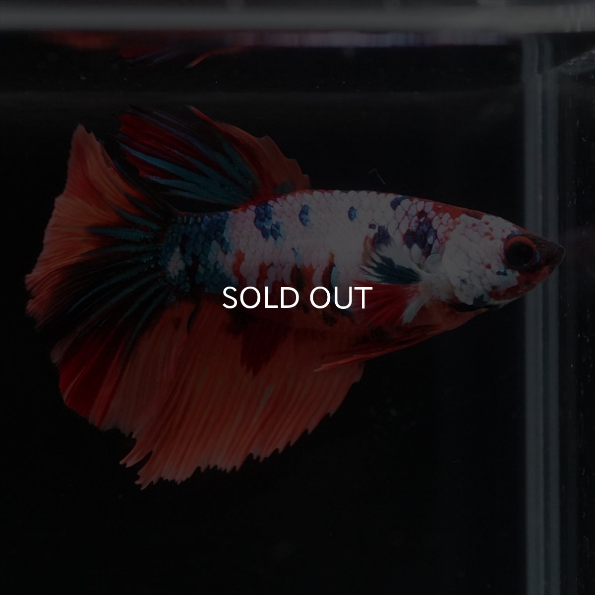 画像7: HM　キャンディレインボーメス (7)