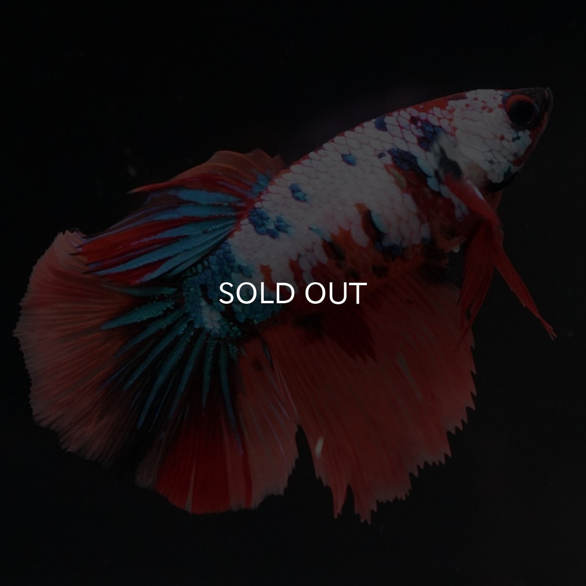 画像6: HM　キャンディレインボーメス (6)