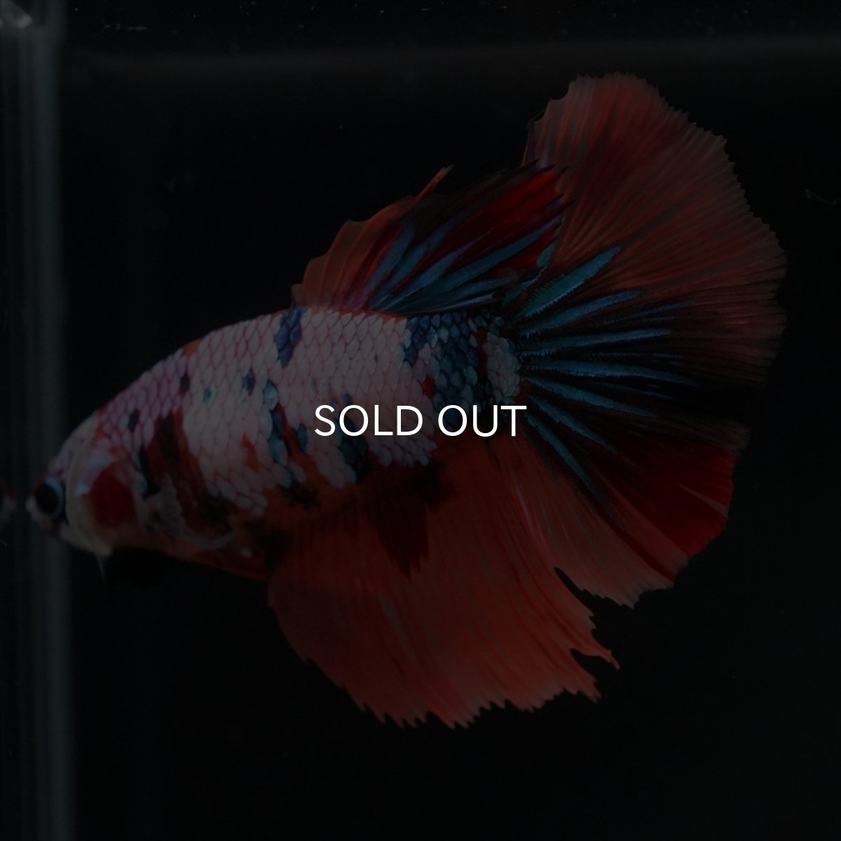 画像5: HM　キャンディレインボーメス (5)