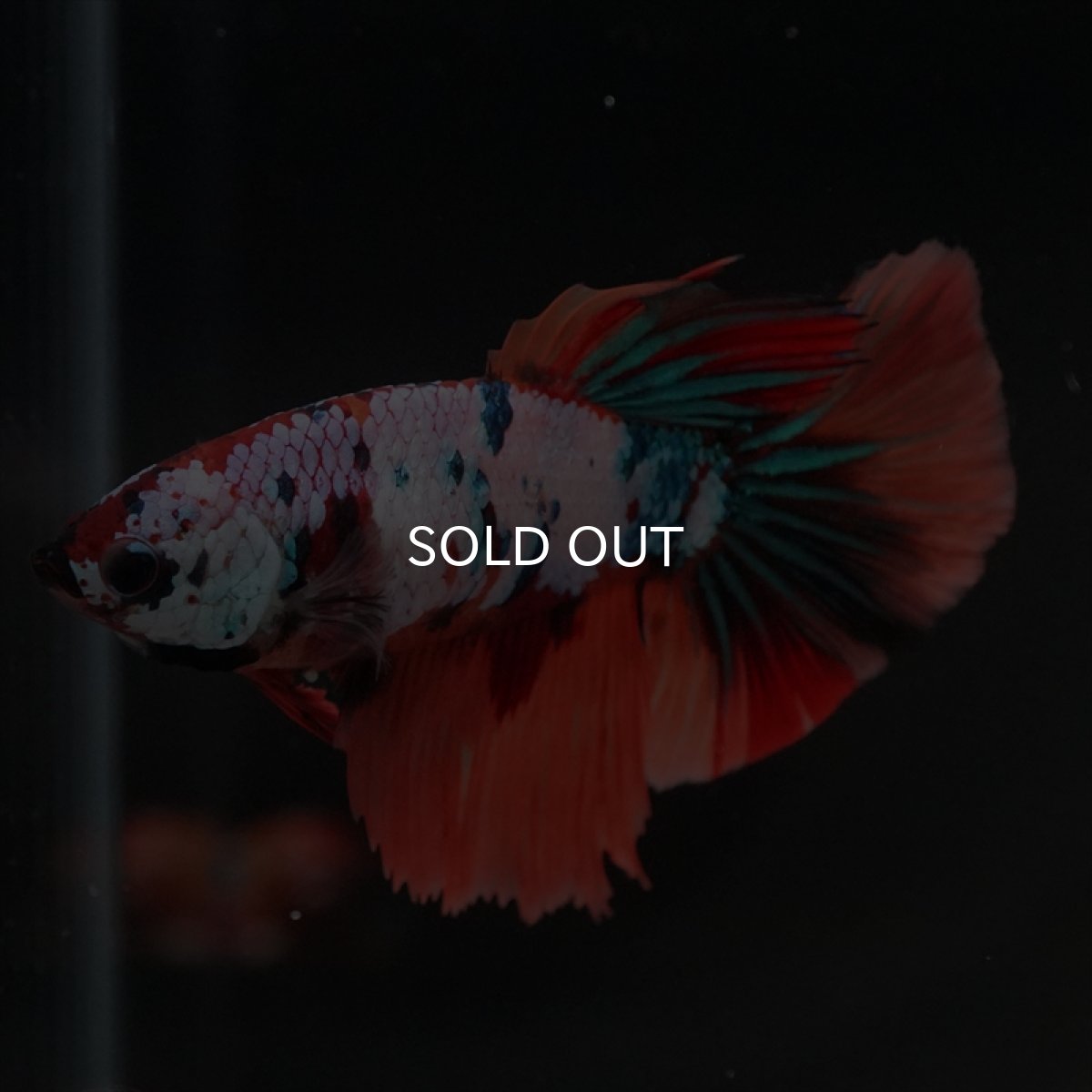 画像4: HM　キャンディレインボーメス (4)