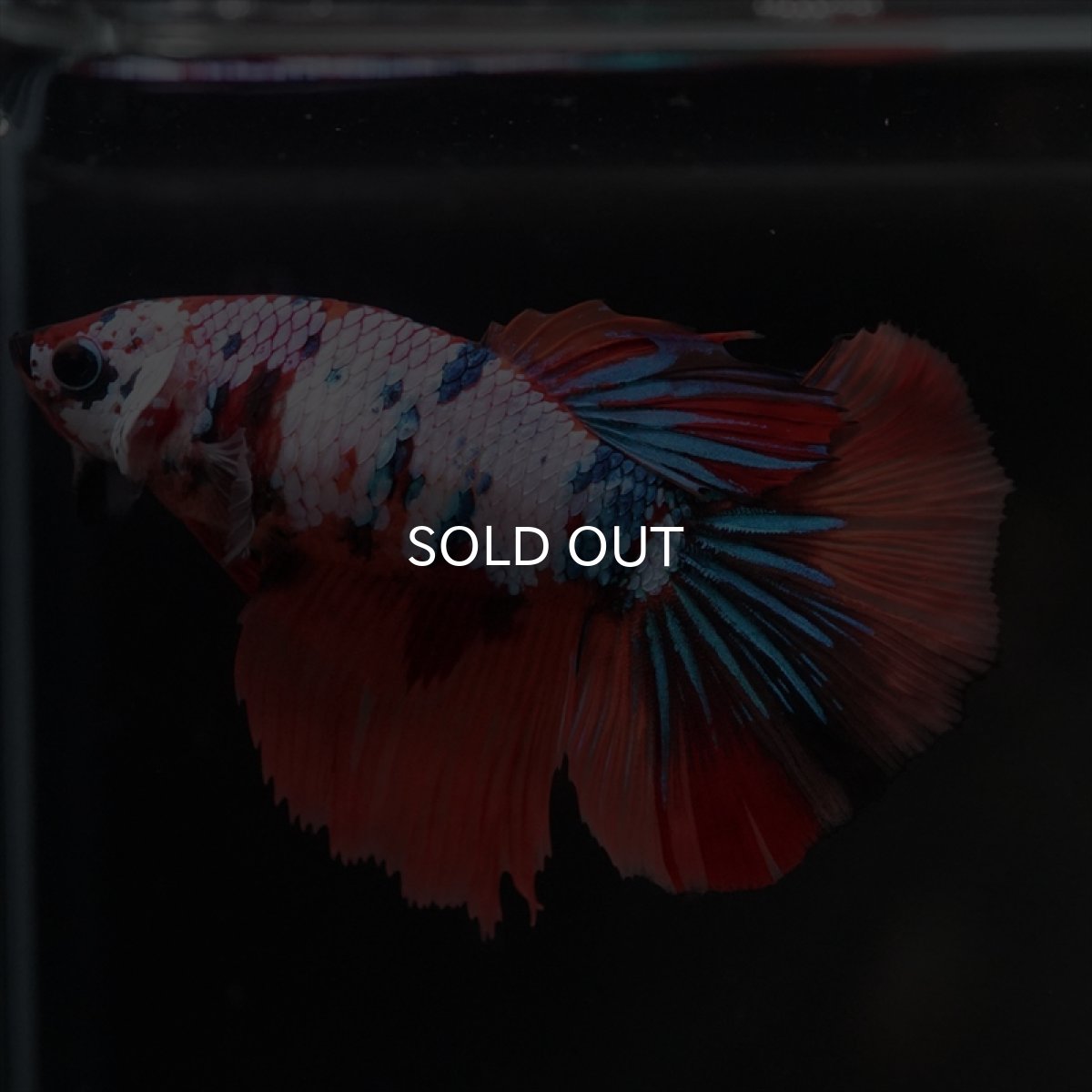 画像3: HM　キャンディレインボーメス (3)