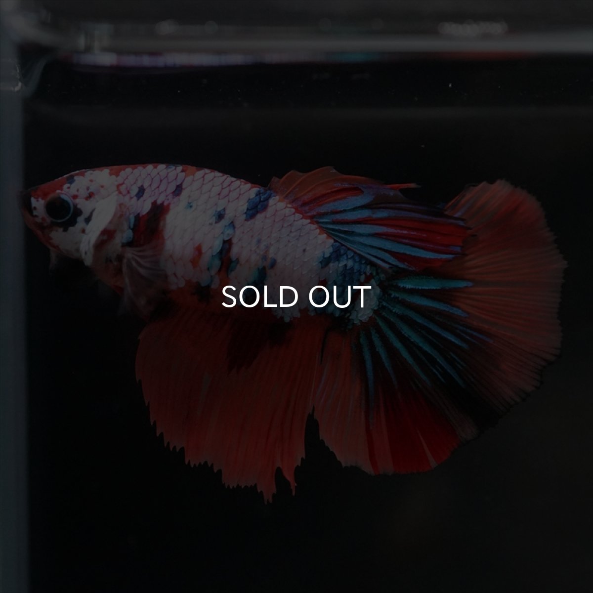 画像2: HM　キャンディレインボーメス (2)