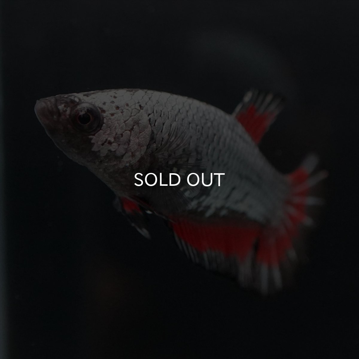 画像6: HMPK　レッドカッパー　メス (6)