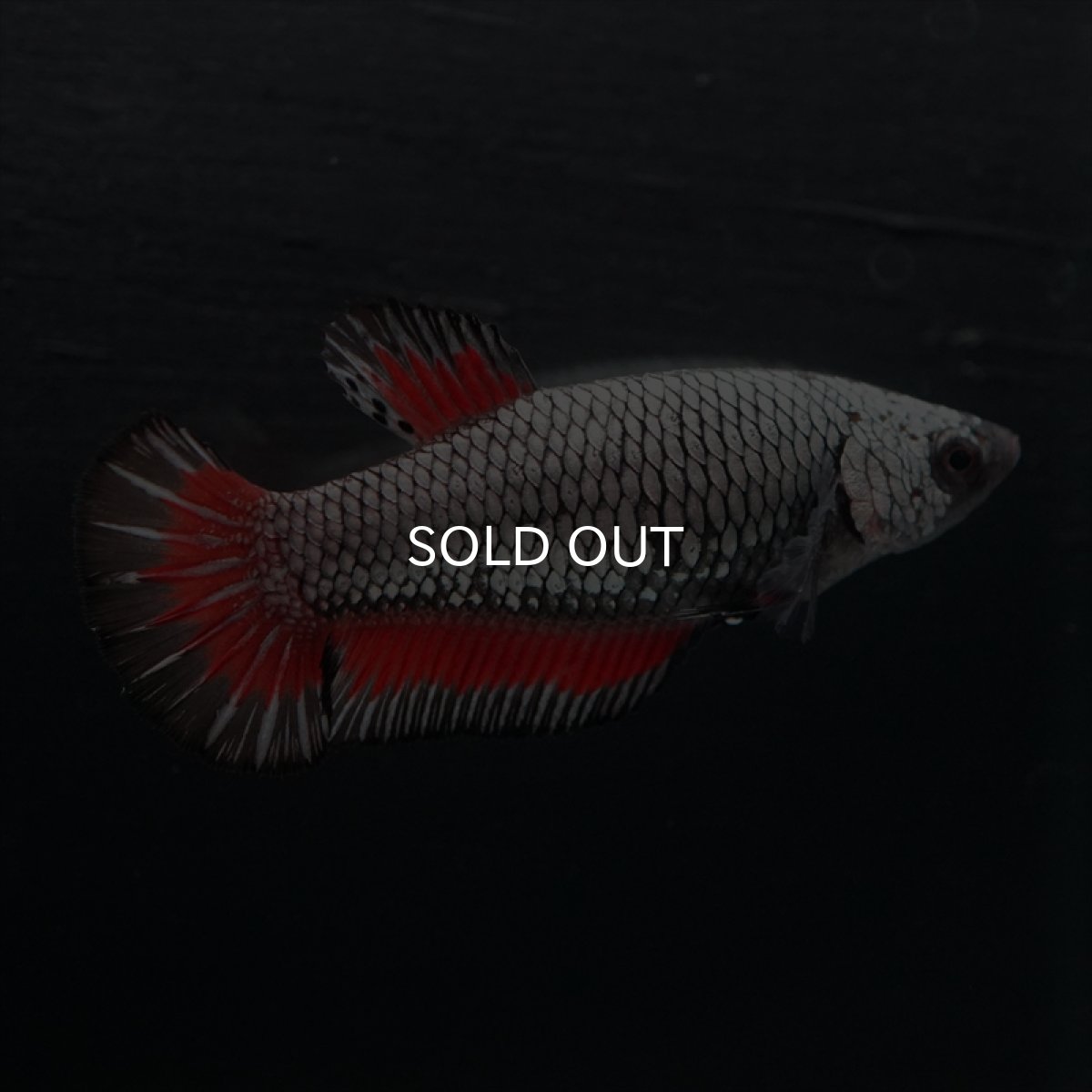 画像4: HMPK　レッドカッパー　メス (4)